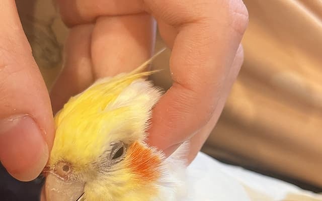 空野青空、可愛すぎるインコの”うっとり顔”を公開！「気持ちよさそう！」「可愛い！」の声続出！