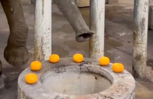 八木山動物公園のゾウ・リリー、差し入れのかんきつ類を秒速完食！「本当にめっちゃ早い」
