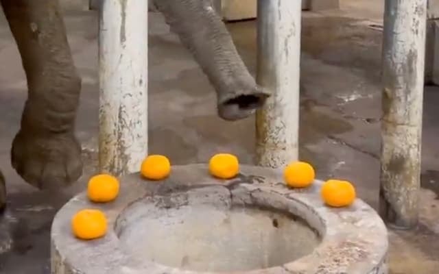 八木山動物公園のゾウ・リリー、差し入れのかんきつ類を秒速完食！「本当にめっちゃ早い」