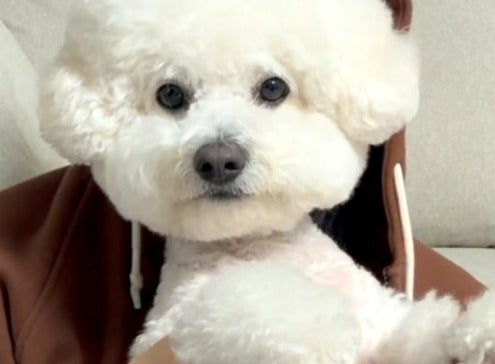 「可愛いが渋滞...」韓国アイドル、愛犬とダンスチャレンジ