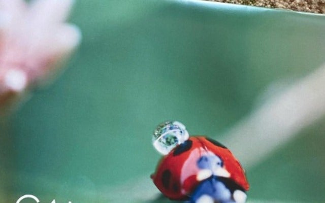 「私にとって人生の宝物」杉田かおるが松国自然農の学びの場を振り返る