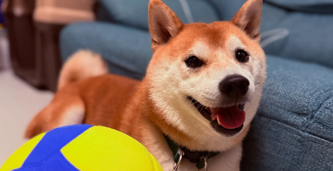 大山加奈、スマイルボールで双子たちと楽しい時間！「家の中でも大活躍」