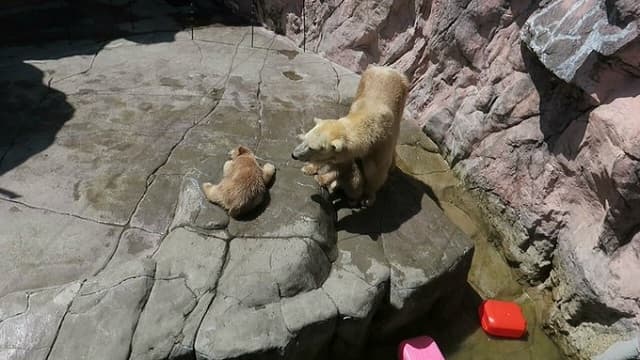 「いつまでも見ていられます」ホッキョクグマの仔の追いかけっこムービーが癒しすぎる！