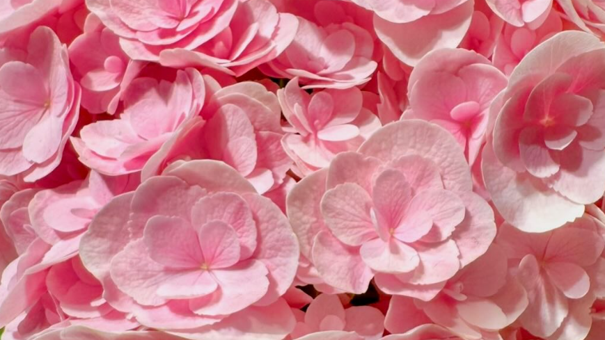 夏木マリ、ピンクの紫陽花とともに夏の朝にエール「今日もよい日に」ファン癒される投稿が話題