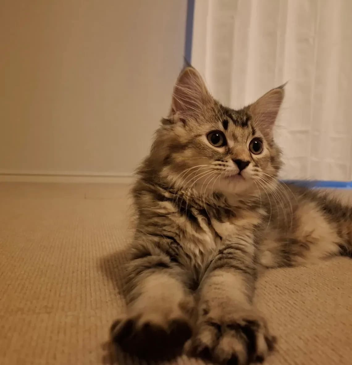 「これからよろしくね」萩野公介、猫を迎えたことを報告！