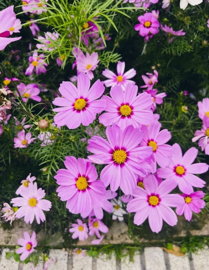 kokiの愛用しているスニーカーとキレイな花