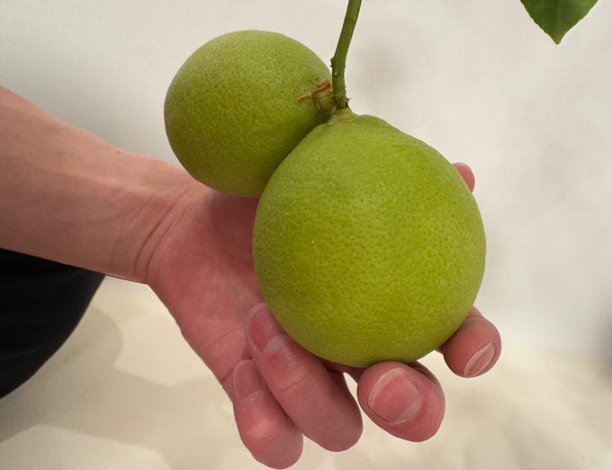 「佐久間農園ですね」Snow Man・佐久間大介　新たな趣味？自宅で〇〇を栽培！！