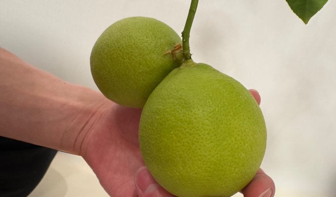 「佐久間農園ですね」Snow Man・佐久間大介　新たな趣味？自宅で〇〇を栽培！！