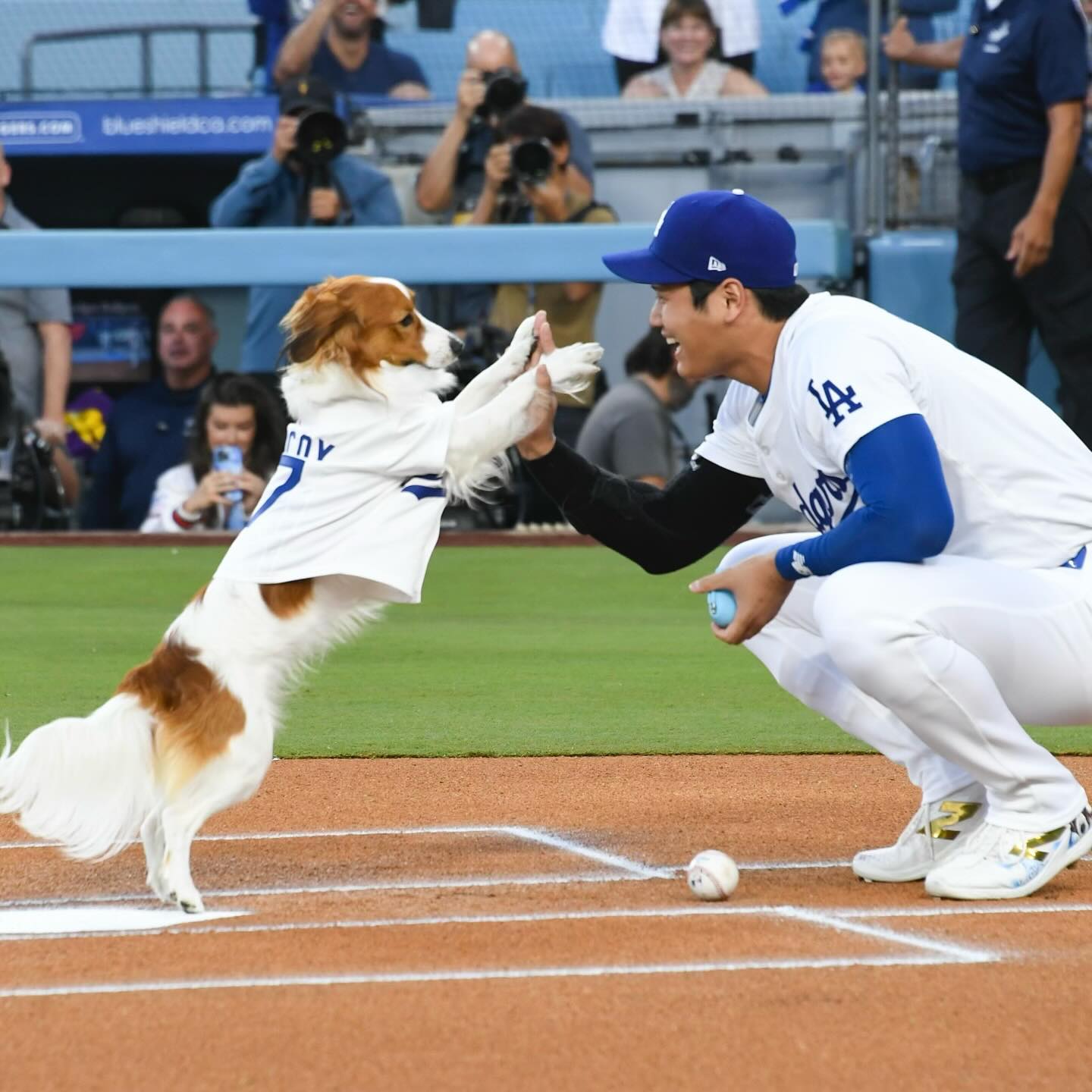 【大谷翔平の愛犬・デコピンまとめ】始球式に登場したことで話題となったデコピンの可愛らしい姿を一挙公開！