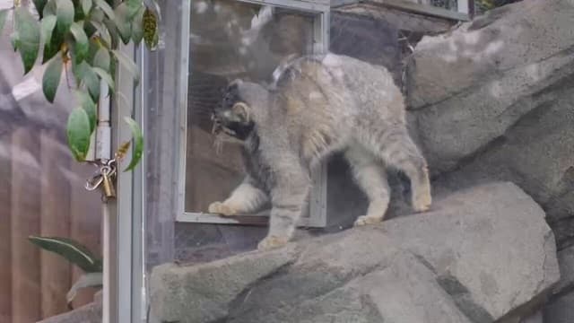 「まさにネコですね」神戸どうぶつ王国がマヌルネコの奔放ムービーを公開！