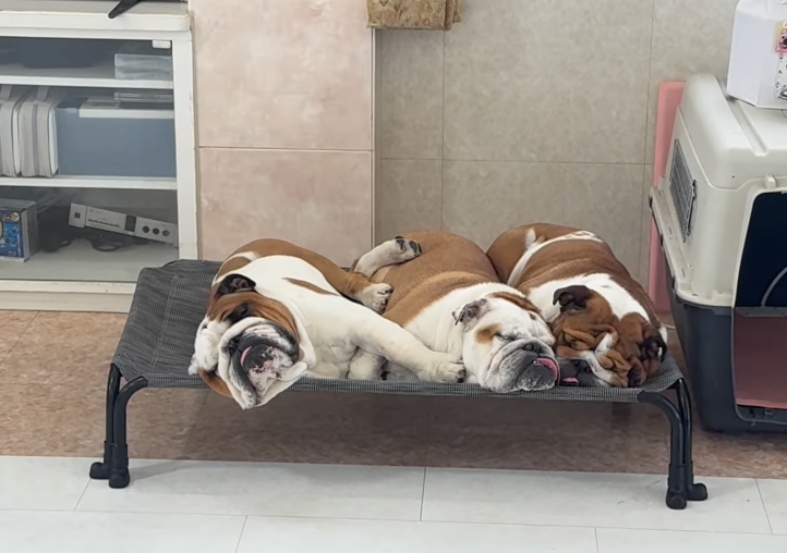 元女子プロレスラー北斗晶、愛犬ブルドッグ３匹の“とろけ寝姿”に癒しの声続出！