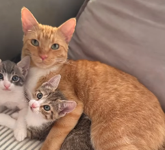 吉川ひなの、保護猫の出産を見守る感動動画を公開「ビディちゃんの命の授業」