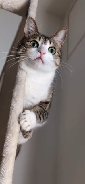 「美しい」「綺麗なお目々」Suzume Catの最新ネコ動画に癒されるファン続出！