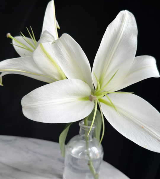 夏木マリの“白よりも白い”静寂のメッセージに感嘆の声続々