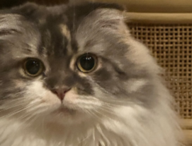 「ジブリ風でも敵わない？」中川剛が愛猫“おもち”のイラスト公開でファン悶絶