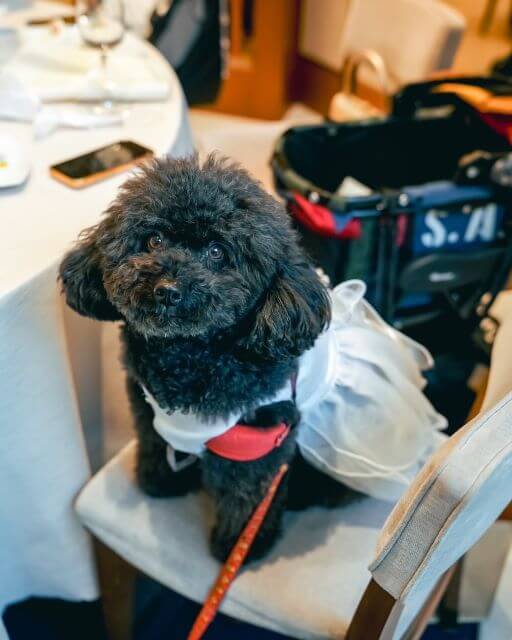 今井美桜のインスタが尊い…姉の結婚式で静かに座るうるちゃんが健気すぎた