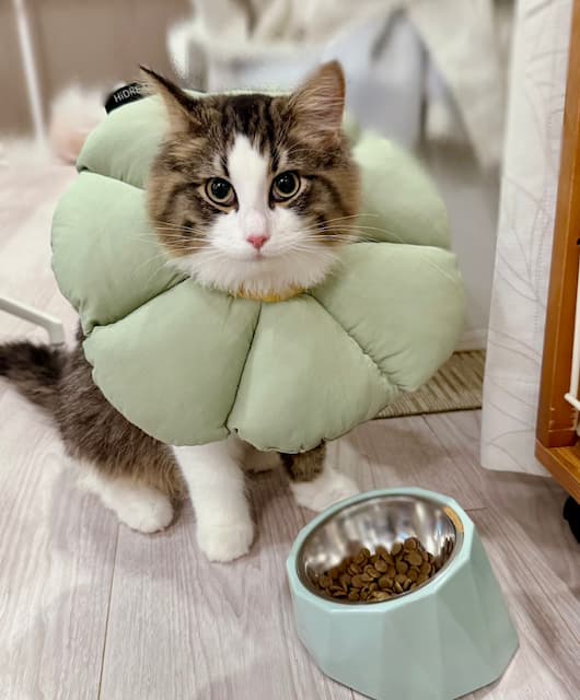 東雲うみが愛猫の去勢手術終了を報告！無事に終了しほっこり