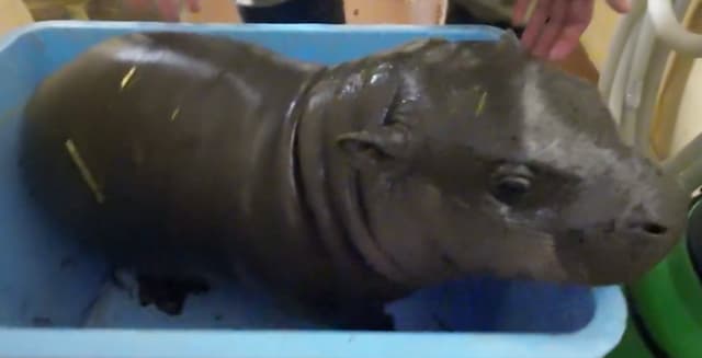 「すくすく育ってるよ♪」上野動物園のコビトカバ、体重20キロを突破！