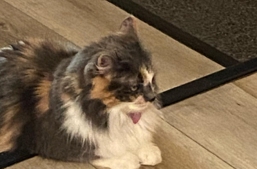 「まるで生まれ変わり…」杉田かおる、母との思い出写真と“そっくり猫”にファンほっこり