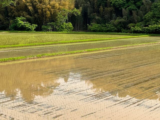 「走るの最高」高橋尚子がランニングにピッタリの季節の風景を投稿