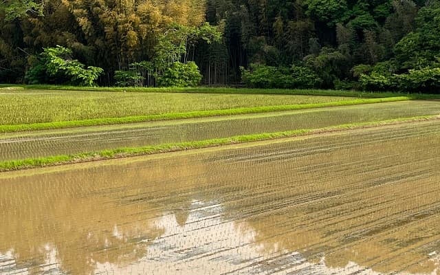 「走るの最高」高橋尚子がランニングにピッタリの季節の風景を投稿