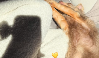 川口葵、愛犬ソルの独特な寝相を公開「どっちが頭か分からん」