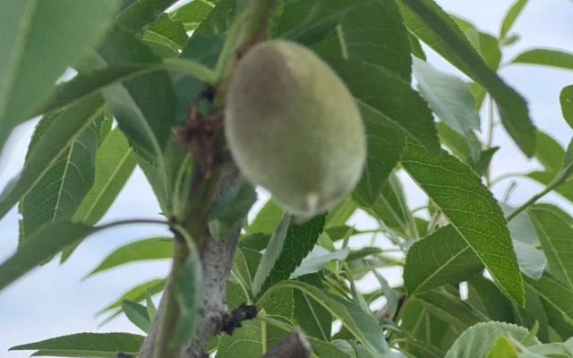 谷亮子、育てる喜びあふれるアーモンド日記。ふっくら実る果実に宿る季節の恵みと収穫の待ち遠しさ