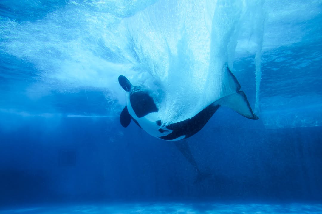 「神秘的で素敵」鴨川シーワールド、レストランから見られるシャチの姿を公開！ダイナミックなパワーに圧倒される！