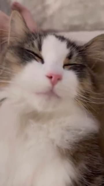 「めっちゃかわいい」東雲うみの愛猫の眠る様子がかわいすぎると話題に