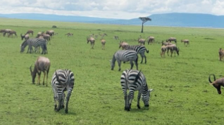 「見たいもの見れて幸せ」市川團十郎、サバンナでの家族ショットに癒やされる声