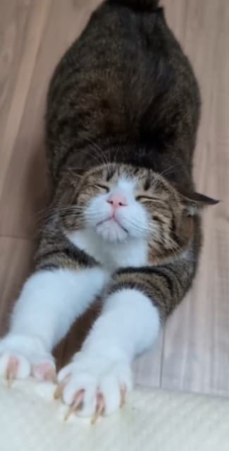 伸びをする猫ちゃんが可愛すぎる！Suzume Catの最新動画が「癒されます」と話題に！