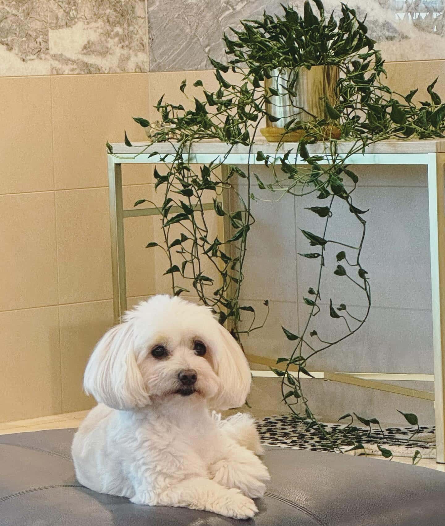 浜田雅功の妻・小川菜摘が愛犬の最新ショットを披露🤩