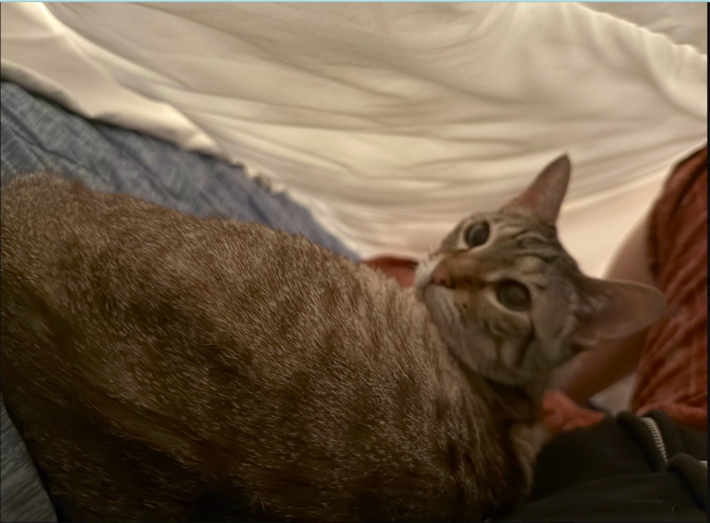 癒やしすぎる…やす子、愛猫アビシとの“添い寝ショット”公開