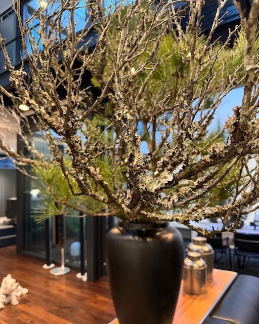 滝澤眞規子 自宅に大きな鉢植え