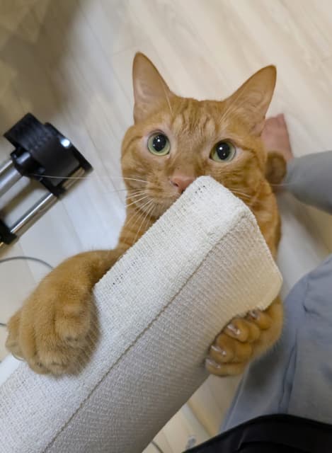 「今日は #世界猫の日」松丸亮吾が猫の日にちなんで愛猫の写真をシェア