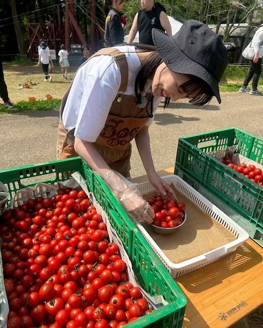 「めちゃ真剣なれにちゃん」ももクロ・高城れにがトマトの詰め放題を楽しむ