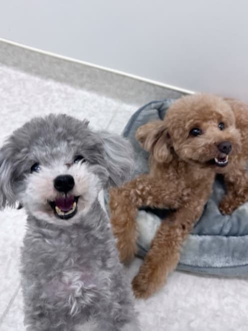 瀬戸朝香、暑さ対策万全の室内で愛犬とのほっこりショットを投稿