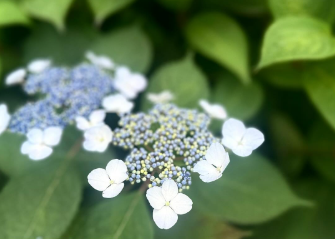 「季節の訪れにほっこり」三倉茉奈、紫陽花の写真にファン癒される