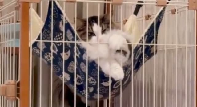 「今の様子です。」東雲うみがまったりくつろぐ愛猫の様子をシェア