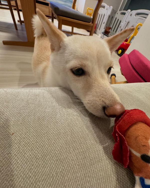 「食べるんかい」人気芸人の愛犬がおもちゃをパクリ