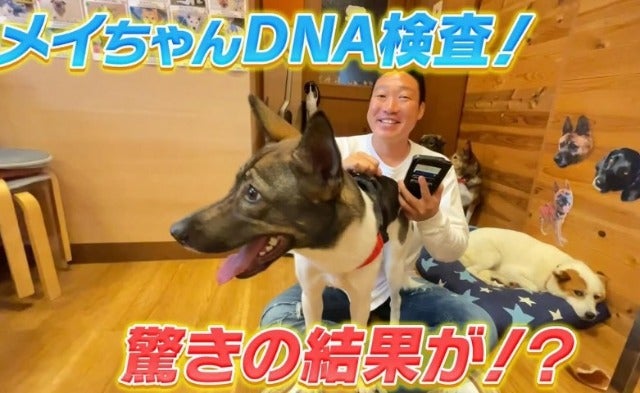 みやぞんが愛犬のメイちゃんのDNA検査をしたら驚きの結果が！？