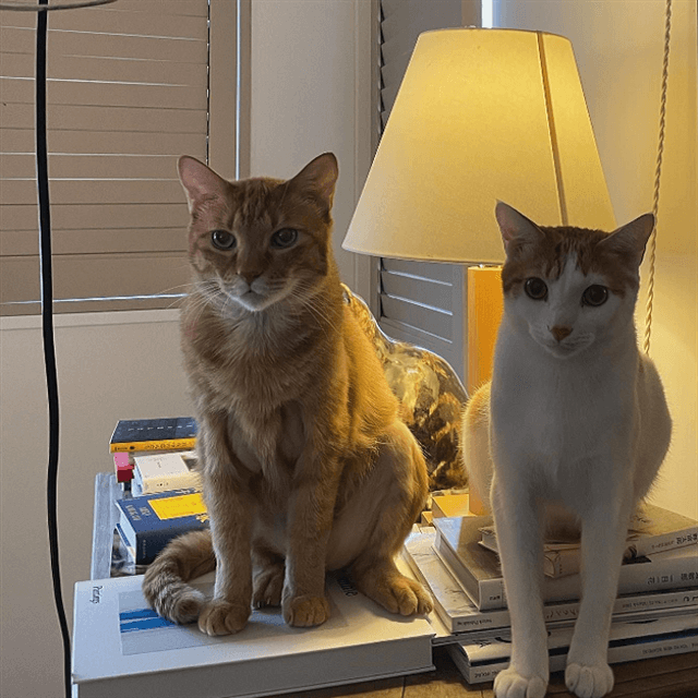 ペット・こっちっちとの距離感に戸惑い！？石田ゆり子のハニオ日記