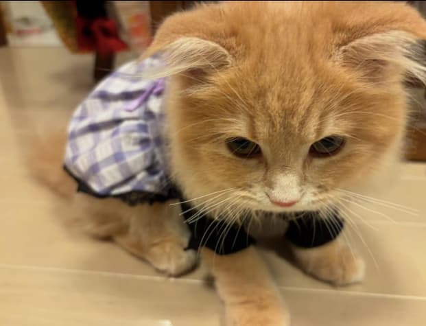 高城れに、自身のイメージカラーにおめかしした愛猫ショットにファン悶絶！