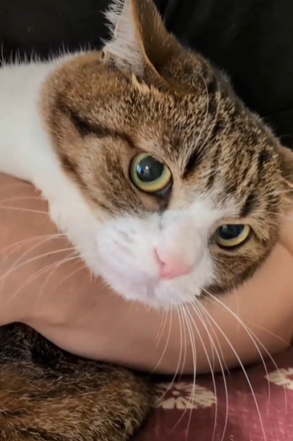 頑張って爪切りする猫が可愛すぎる！Suzume Catの動画に「お利口さん」との声続々！