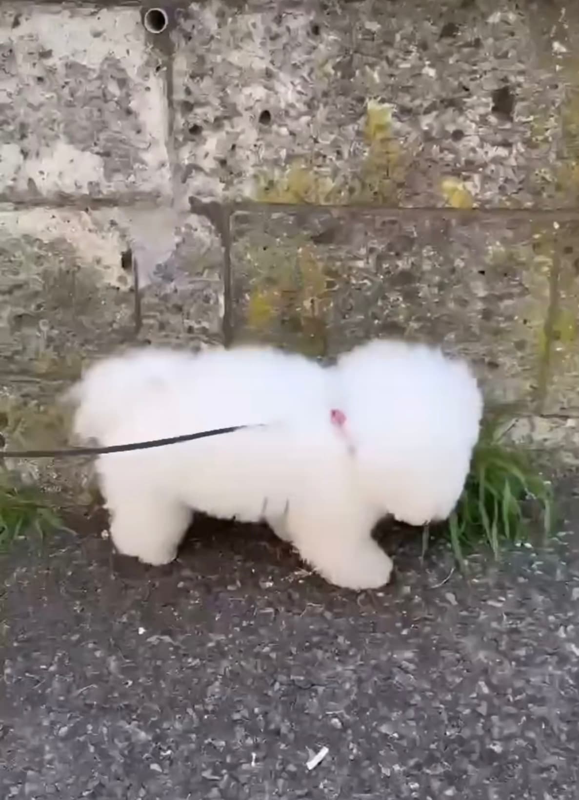 「可愛すぎます」槙野智章、愛犬・パンちゃんの〇〇ムービーにファン悶絶！