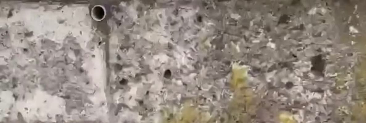 「可愛すぎます」槙野智章、愛犬・パンちゃんの〇〇ムービーにファン悶絶！