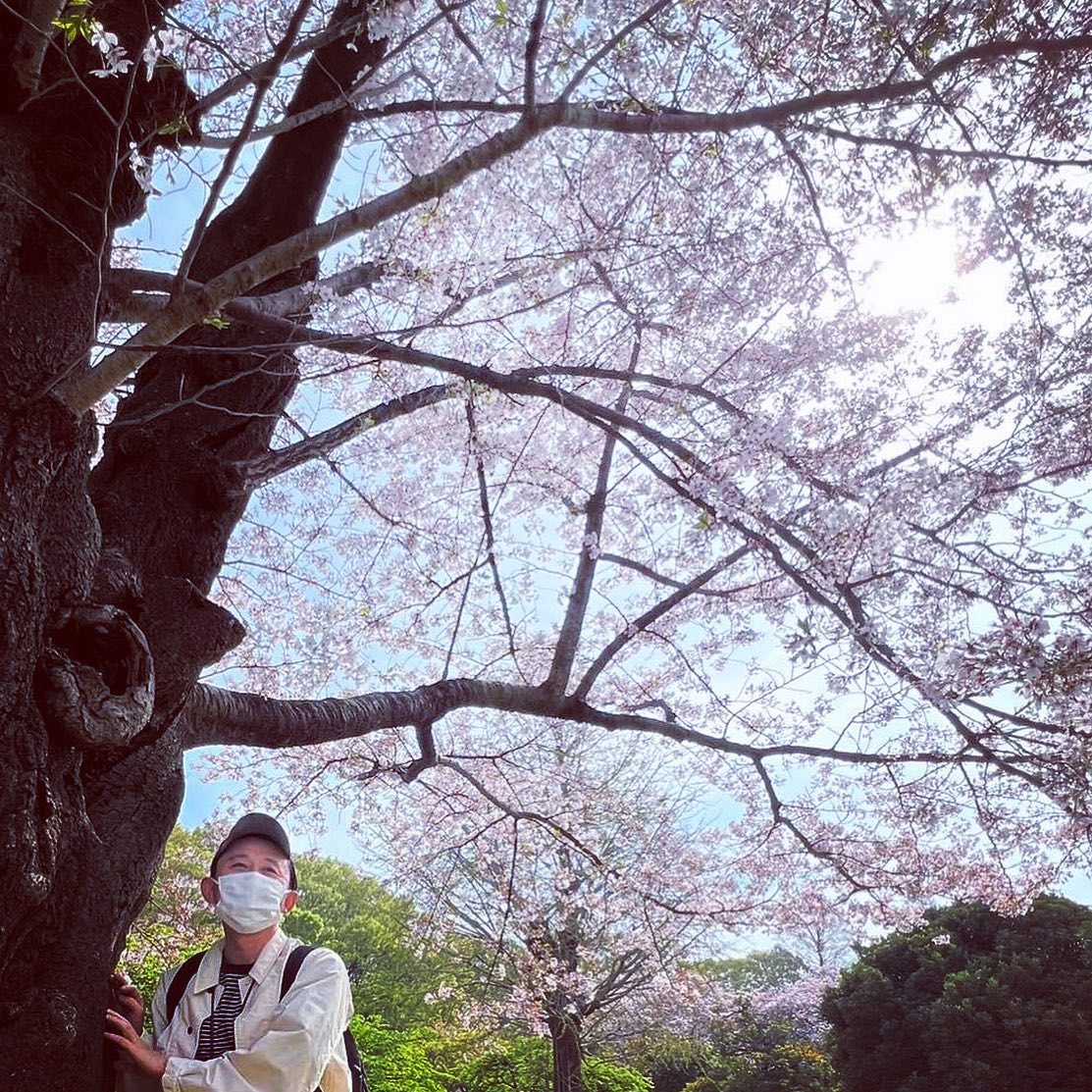 🌈素敵な有吉弘行おばさん、満面の笑みで桜を満喫🌸