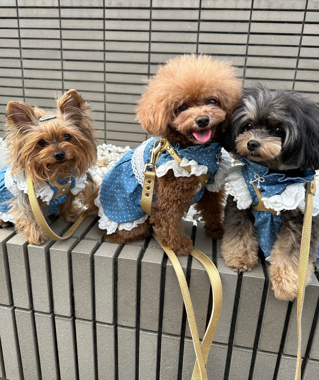 「DAYワン！」中間淳太が美人三姉妹公開にファン歓喜