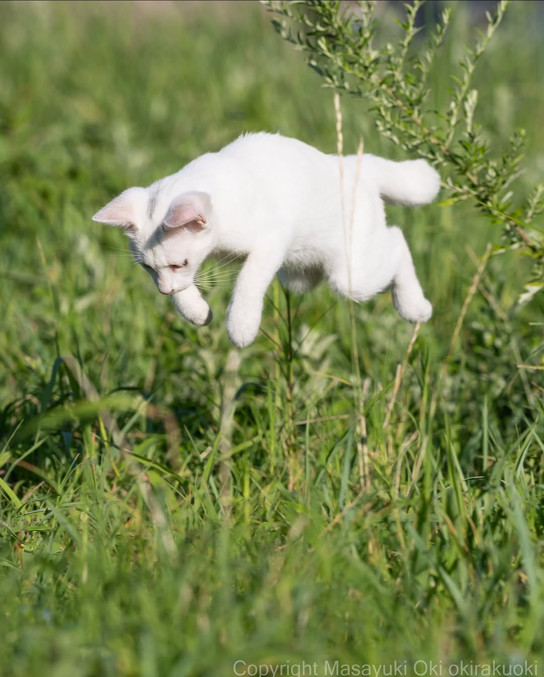 沖昌之「何を見つけたのかな？」俯瞰する猫の写真が可愛いと話題