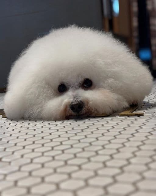 「わたあめ思い出しちゃった」槙野智章、かわいすぎる愛犬の写真を公開しファンから大反響！